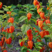 Lampionblume Gigantea - Physalis franchetii gigantea (alkekengi) - Bakker