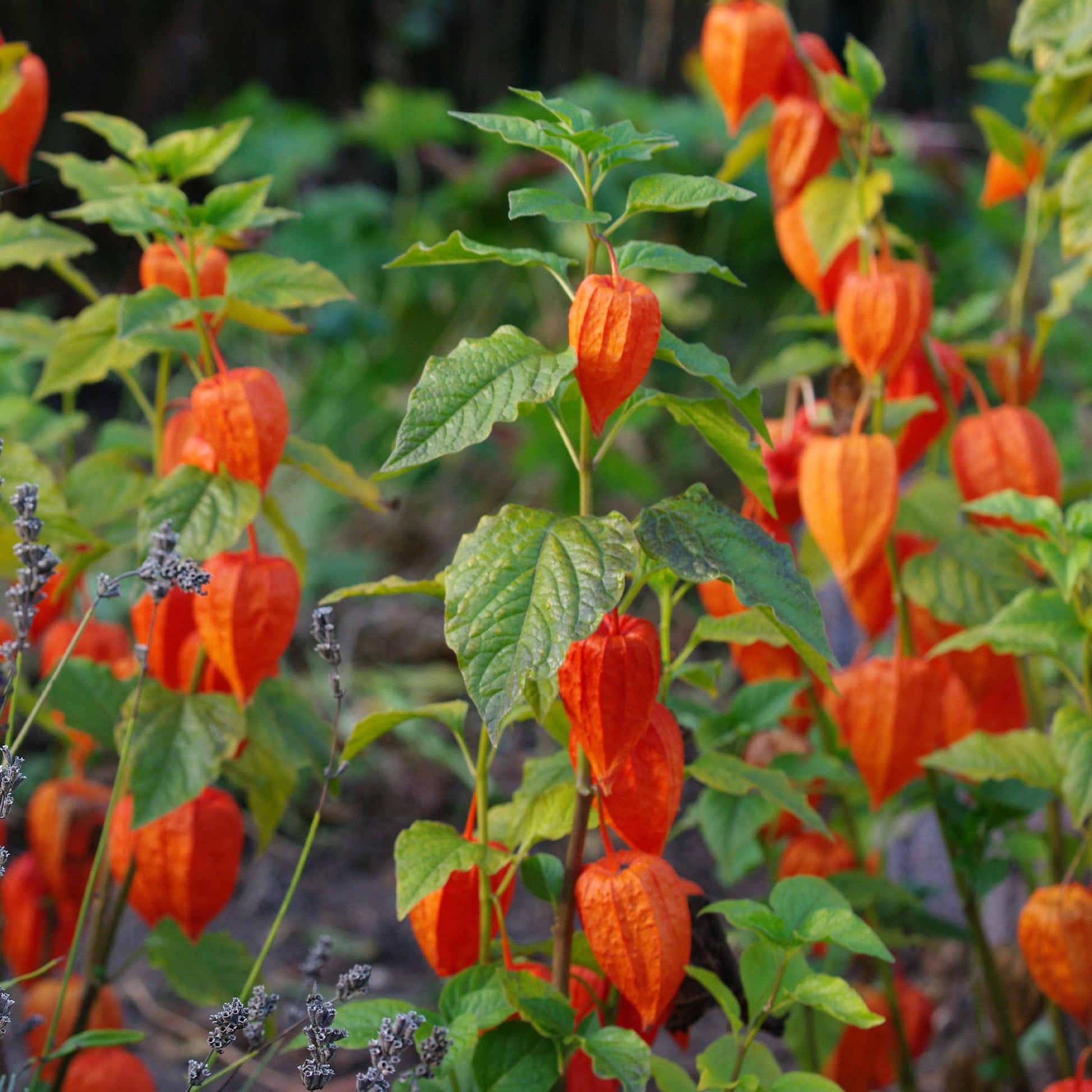 Lampionblume Gigantea - Physalis franchetii gigantea (alkekengi) - Bakker