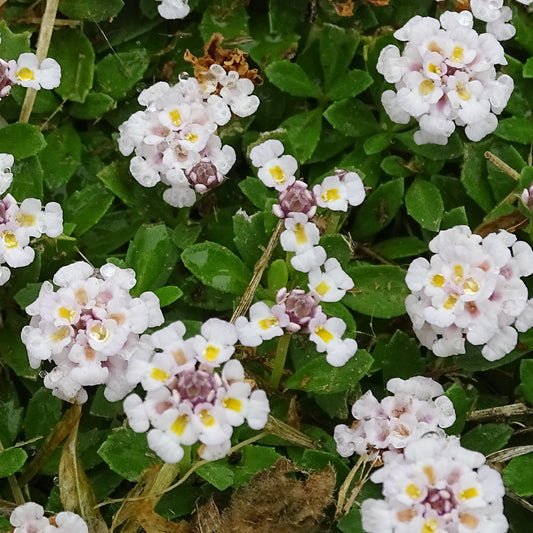 Kriechende Teppichverbene - Bakker