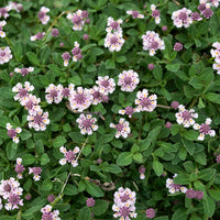 Teppich Verbene Phyla (x3) - Phyla nodiflora - Bakker