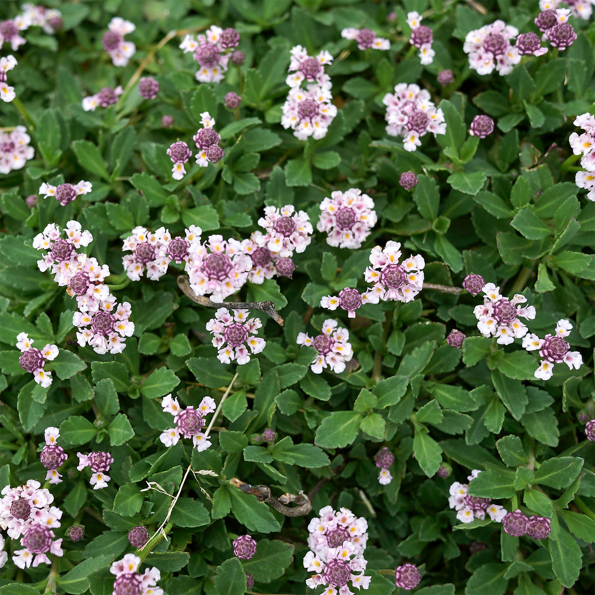 Kriechende Teppichverbene - Phyla nodiflora - Bakker