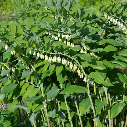 Salomonssiegel - Bakker