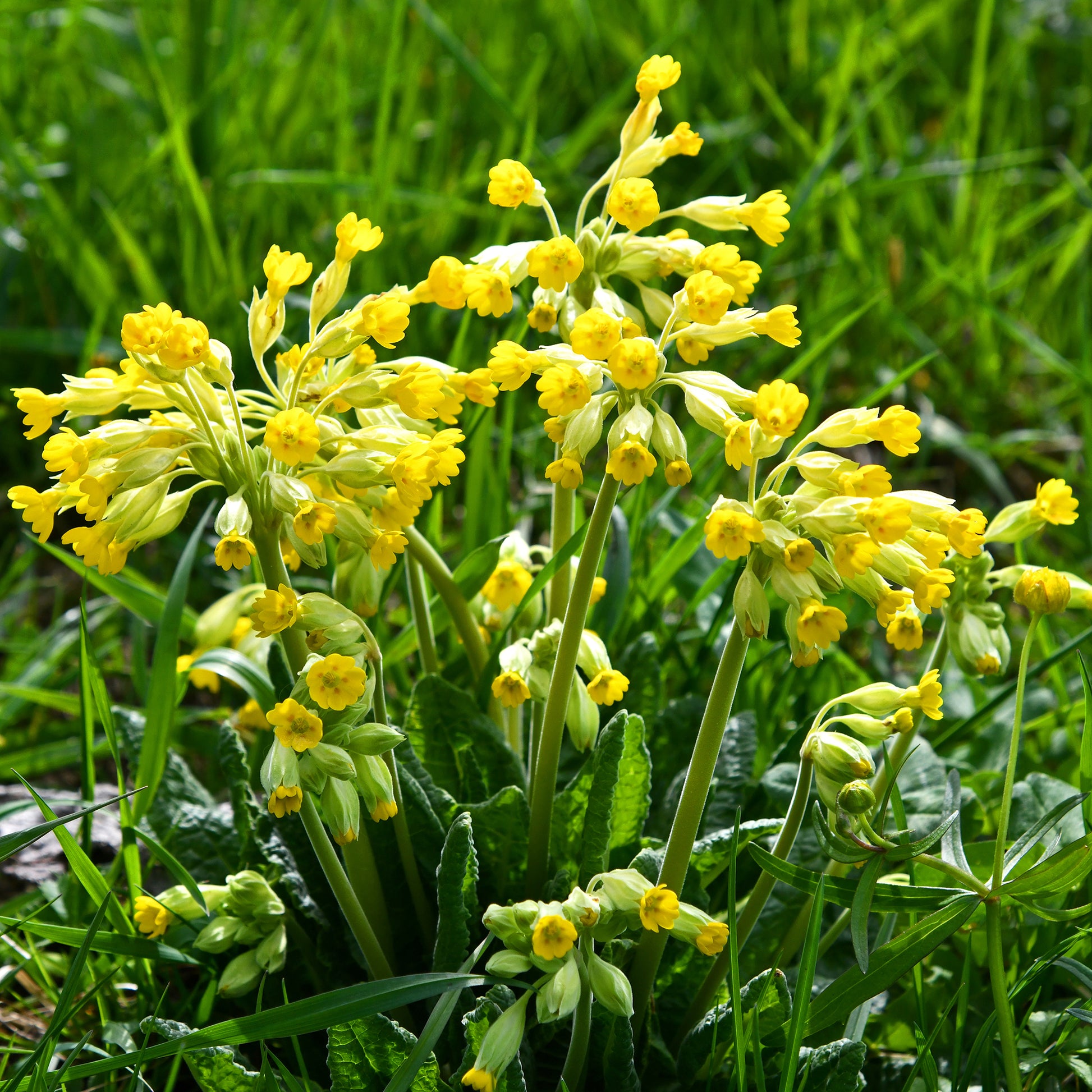 Verkauf Apotheker-Schlüsselblume - Primula veris