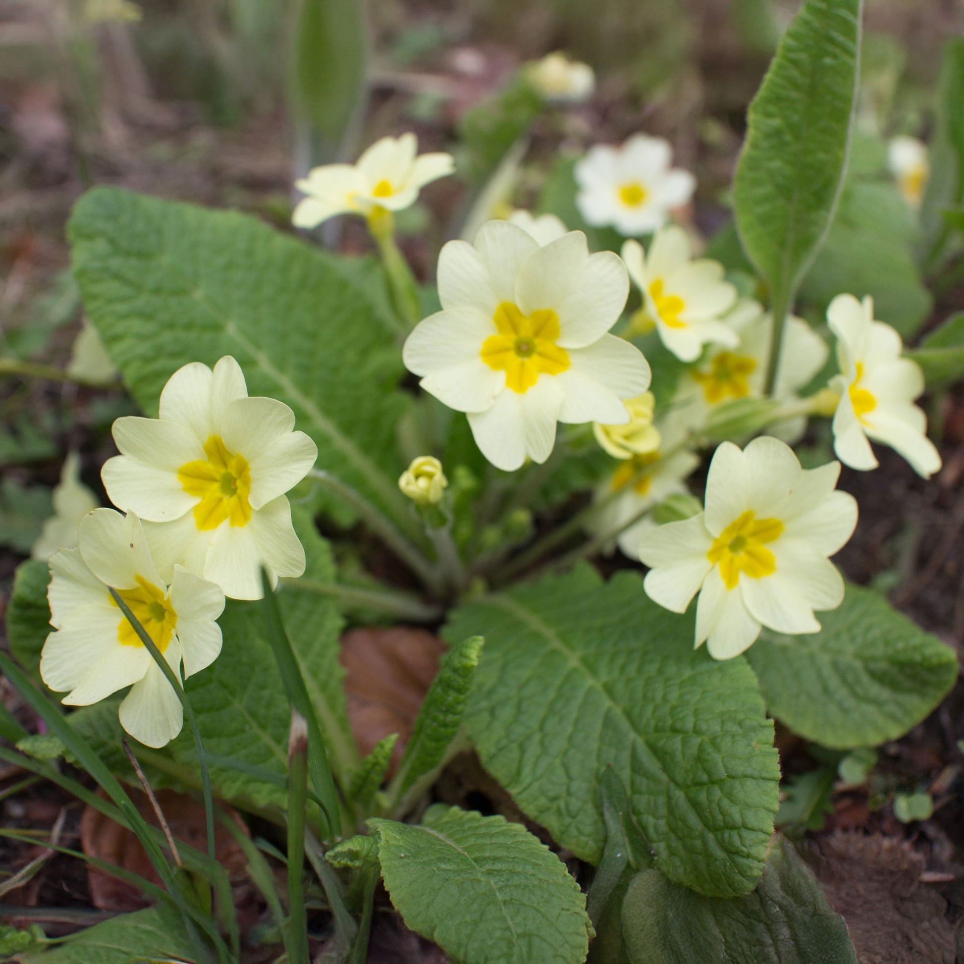 Primula vulgaris - Gartenprimel - Stauden