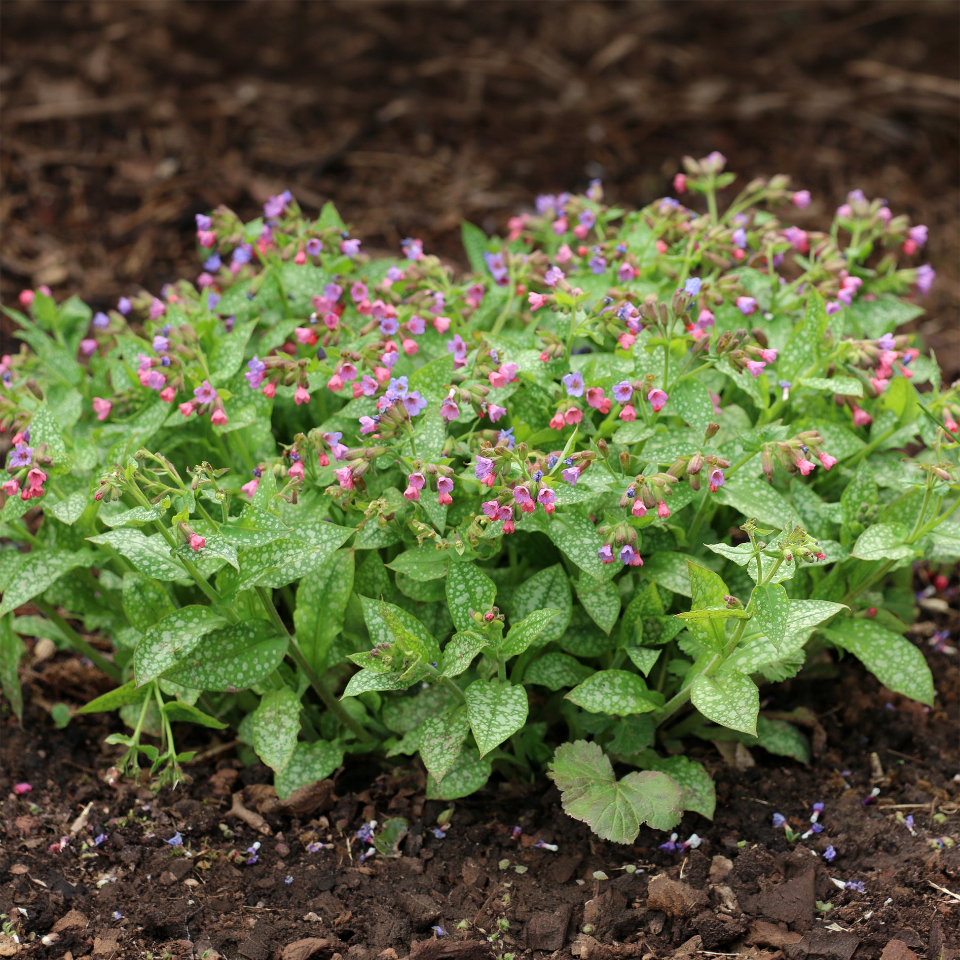 Offizielles Lungenkraut - Pulmonaria officinalis - Bakker
