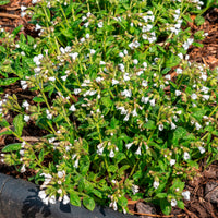 Kleingeflecktes Lungenkraut Sissinghurst White - Bakker