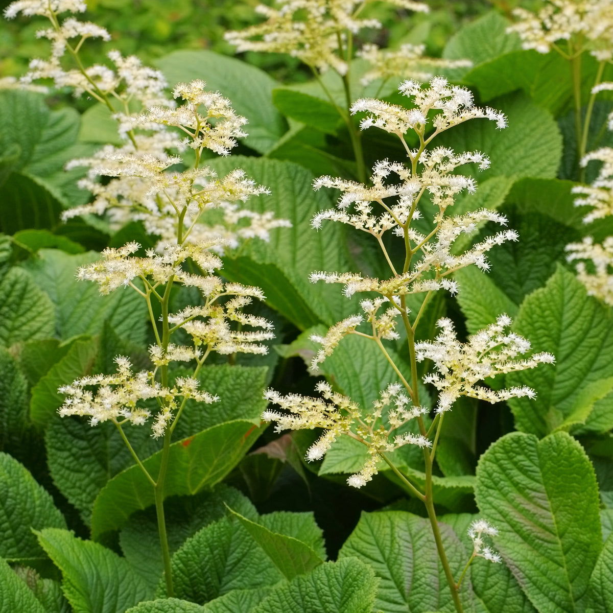 Kastanienblättriges Schaublatt - Bakker