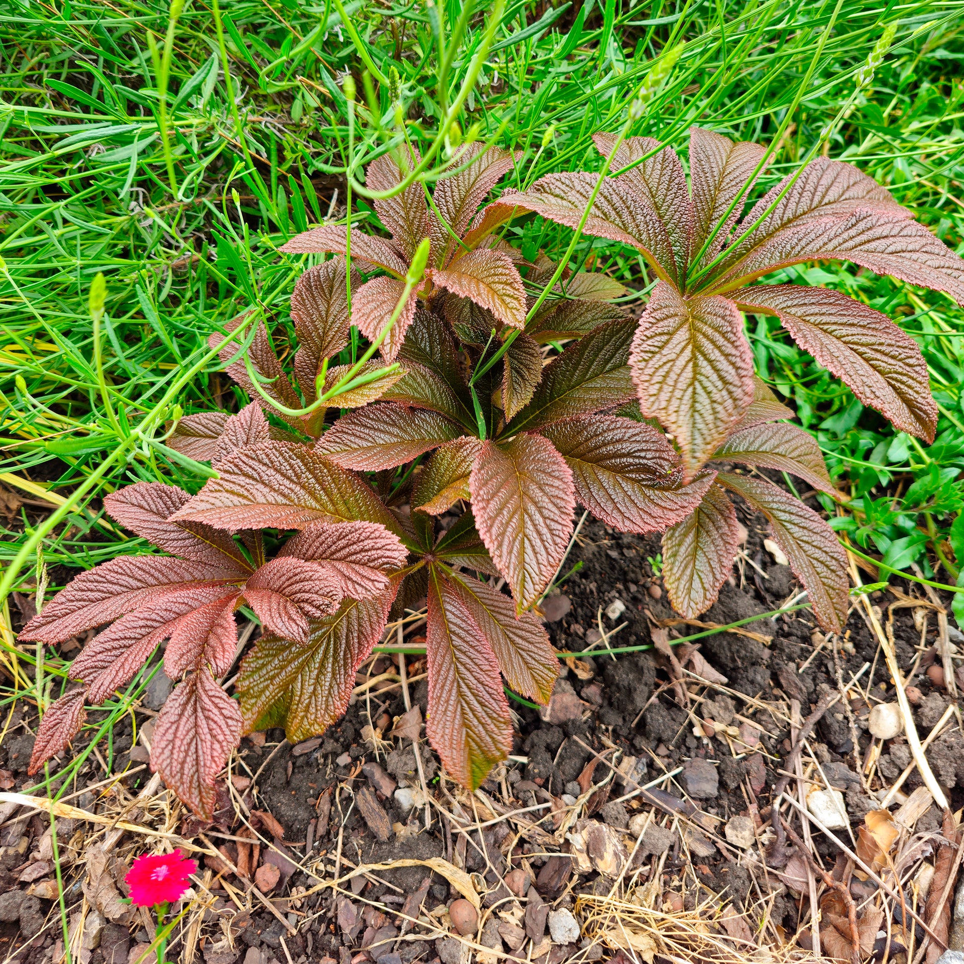 Schaublatt Bronze Peacock - Bakker
