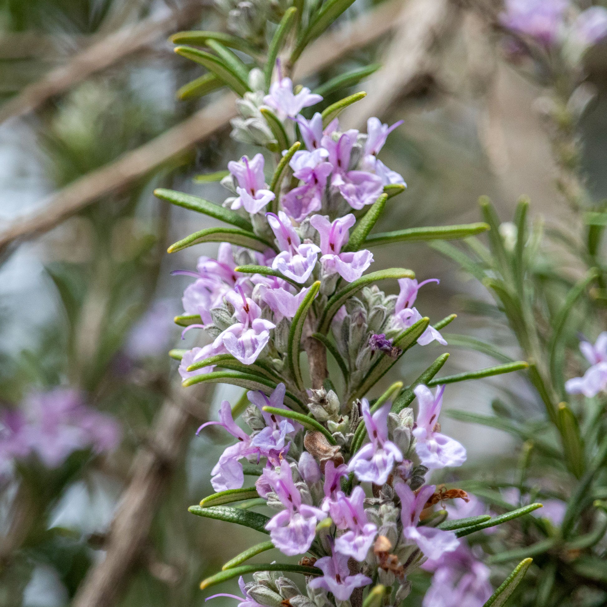 Rosmarin Majorca Pink - Bakker