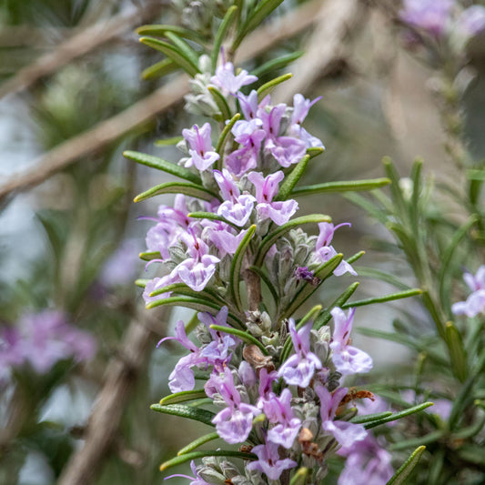 Rosmarin Majorca Pink - Bakker