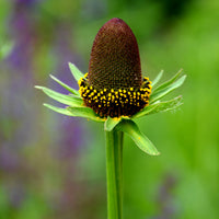 Westlicher Sonnenhut 'Green Wizard' - Rudbeckia occidentalis Green Wizard - Bakker