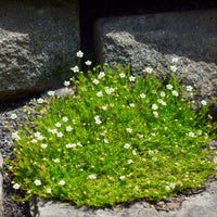 Sternmoos - Sagina subulata - Bakker
