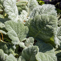 Verkauf Silber Salbei - Salvia argentea
