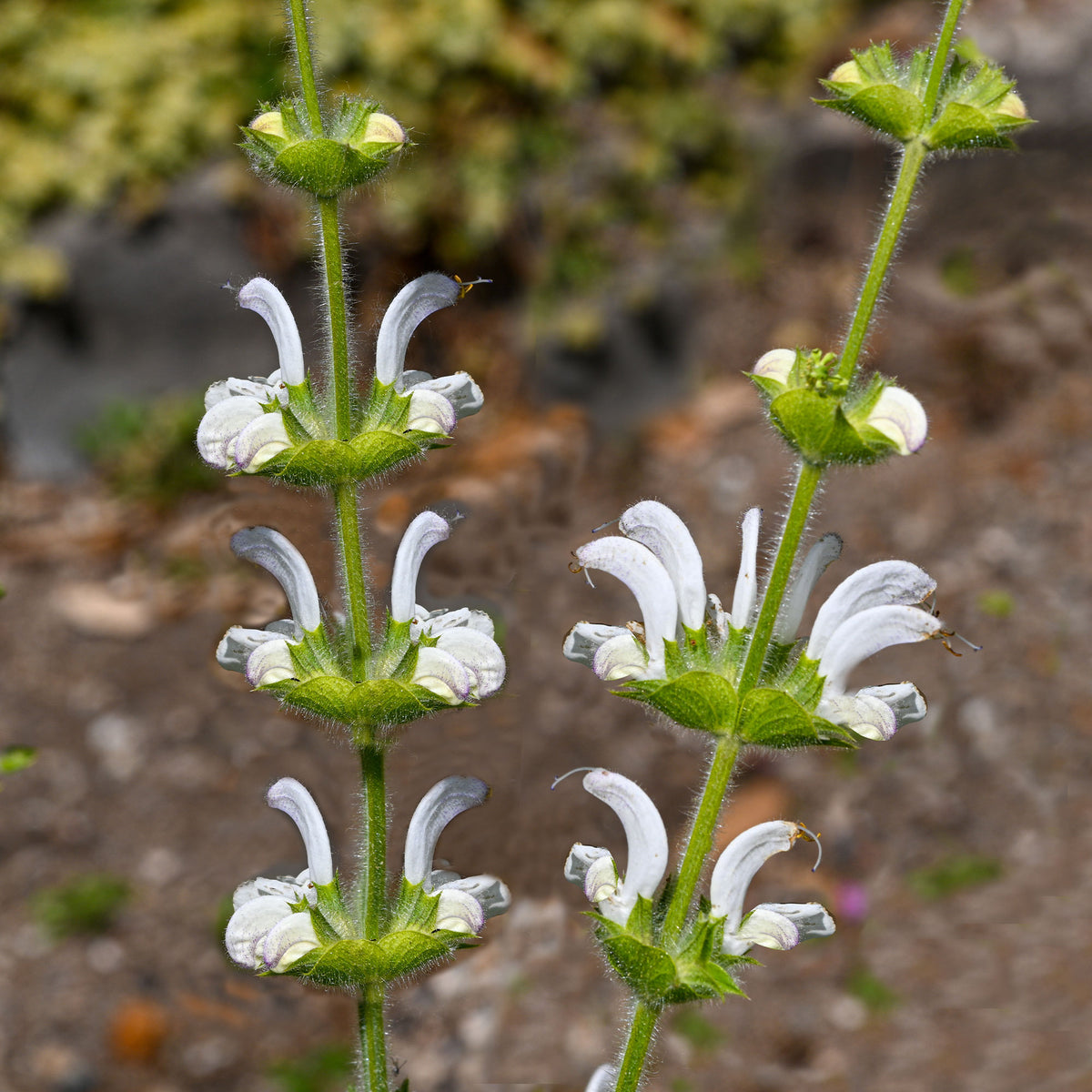 Salbei - Silber Salbei - Salvia argentea
