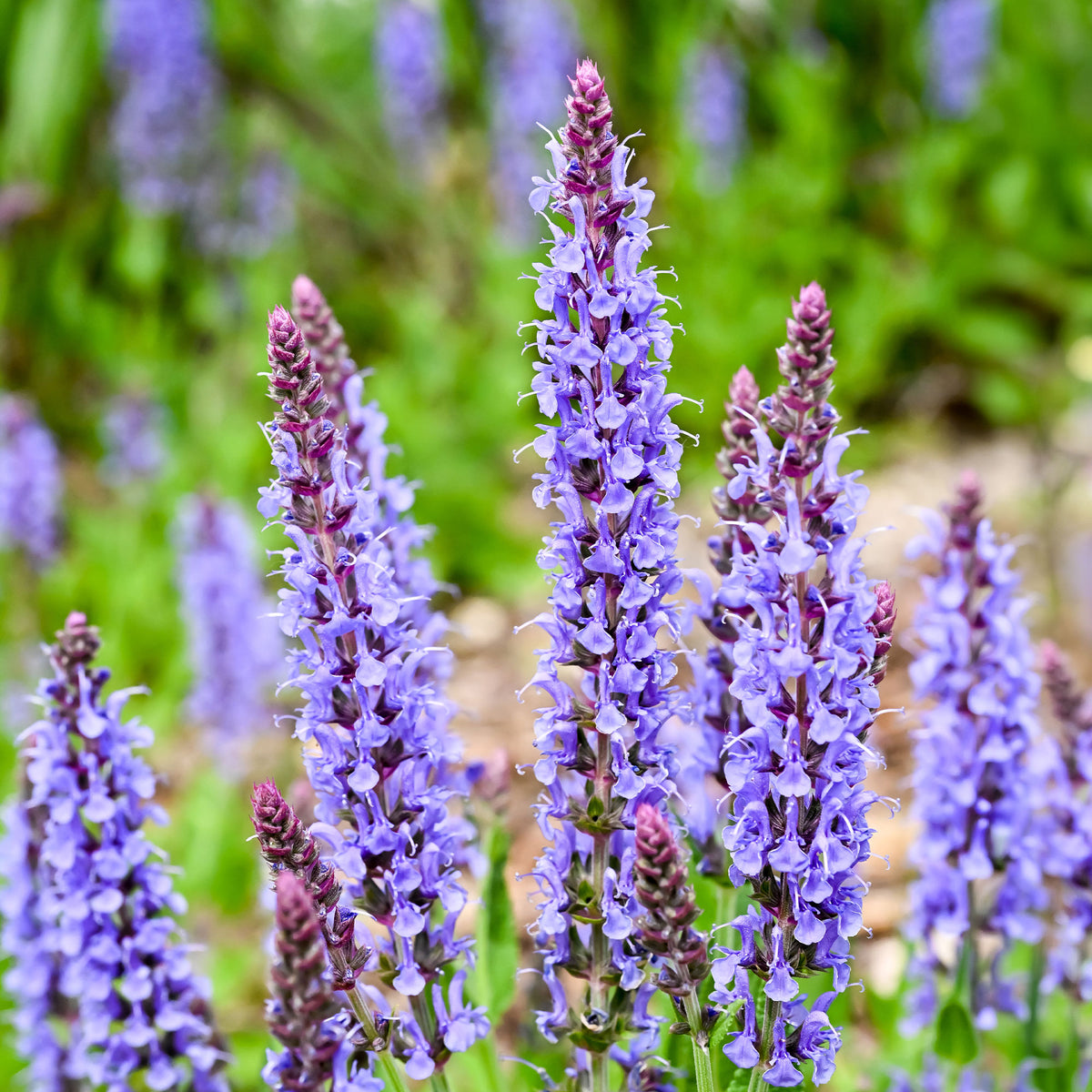 Waldsalbei Blauhügel - Bakker