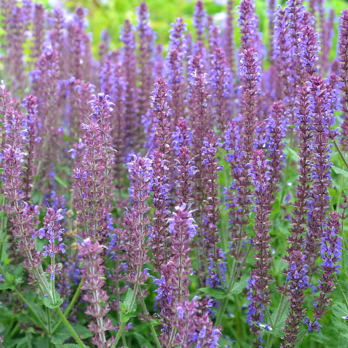 Blühende Stauden - 5 Stauden für ein blühendes Beet - Calamagrostis acutiflora,Molinia caerulea,Verbena bonariensis,Echinacea purpurea, Salvia nemorosa                    