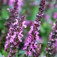 Salbei - Wald-Salbei Rose Queen - Salvia nemorosa rose queen (rosakönigin)