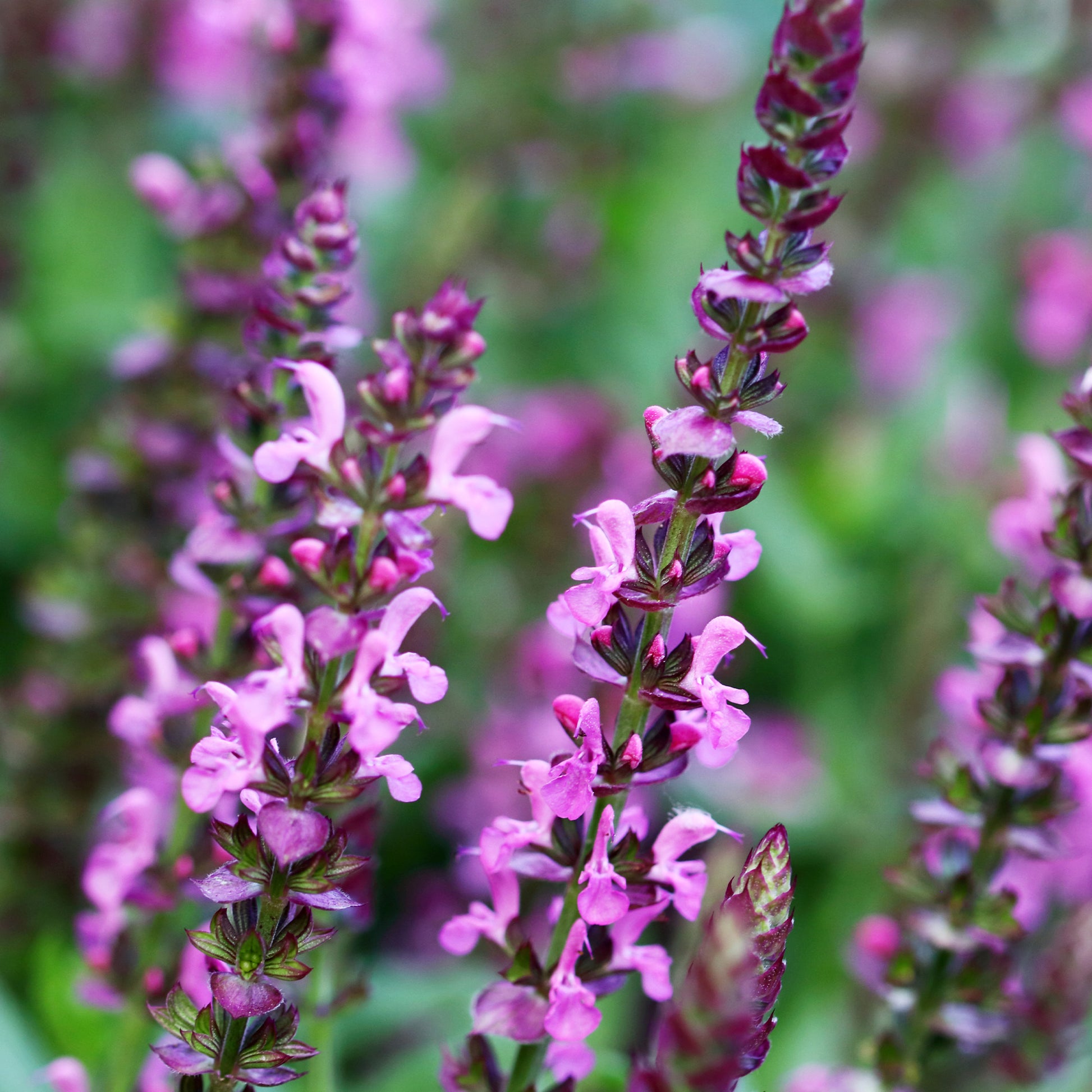 Salbei - Wald-Salbei Rose Queen - Salvia nemorosa rose queen (rosakönigin)