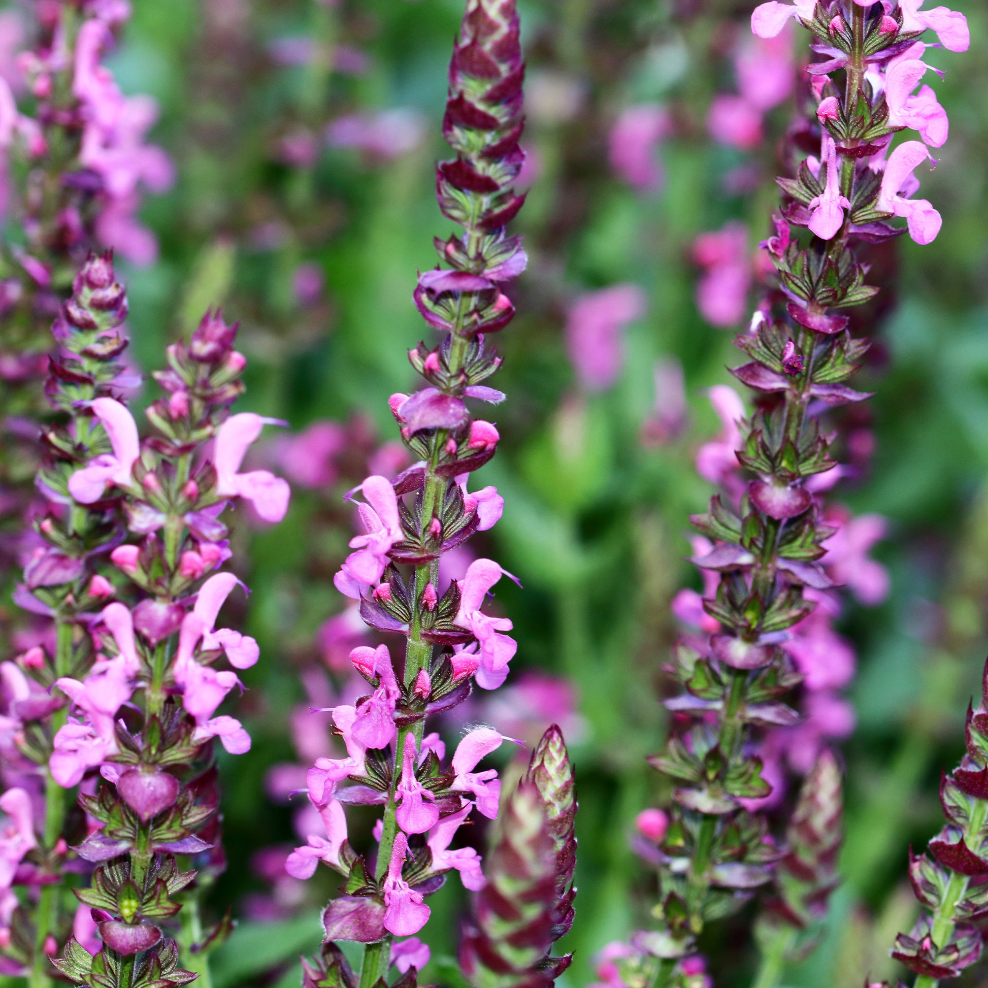 Wald-Salbei Rose Queen - Salvia nemorosa rose queen (rosakönigin) - Bakker