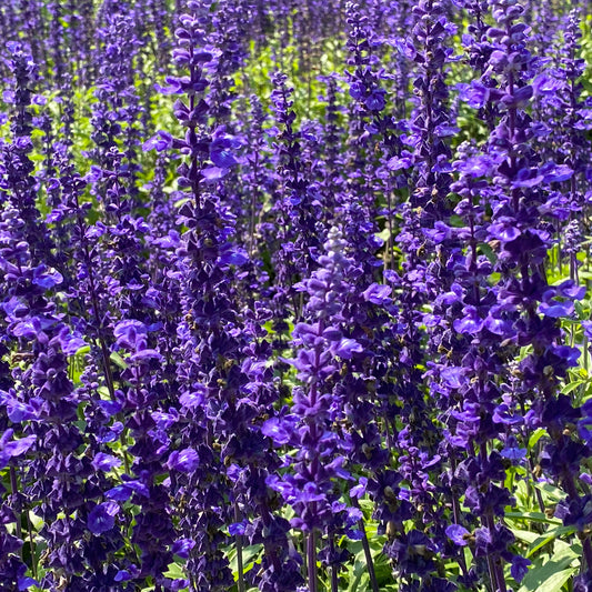 Wald-Salbei Viola Klose - Bakker