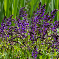 Wald-Salbei Viola Klose - Salvia nemorosa Viola Klose - Bakker