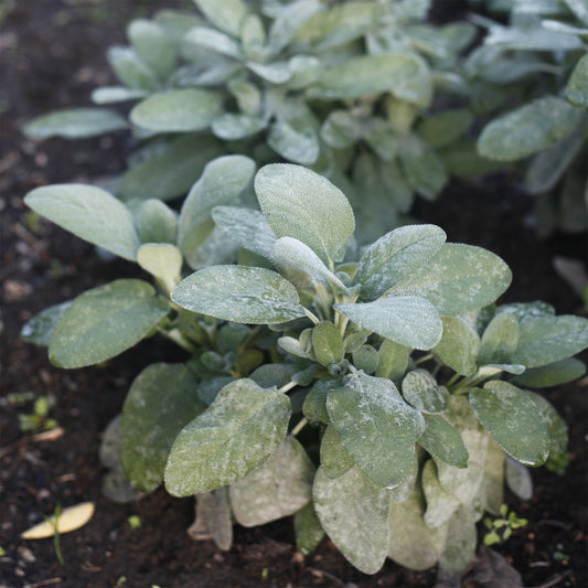 Salvia officinalis Berggarten - Bakker