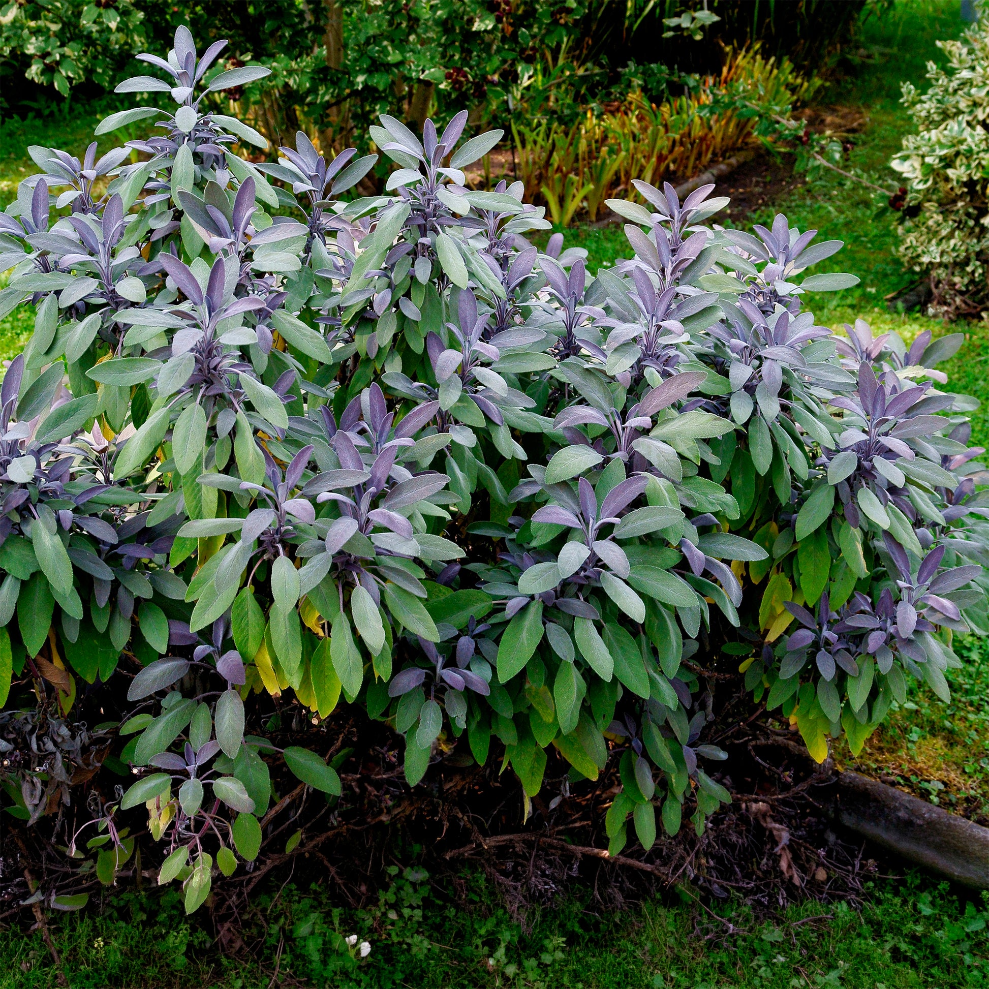 Purpursalbei - Salvia officinalis purpurascens - Bakker