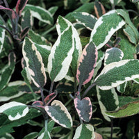 Dreifarbiger Garten-Salbei - Bakker