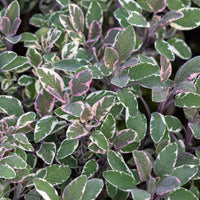 Dreifarbiger Garten-Salbei - Bakker