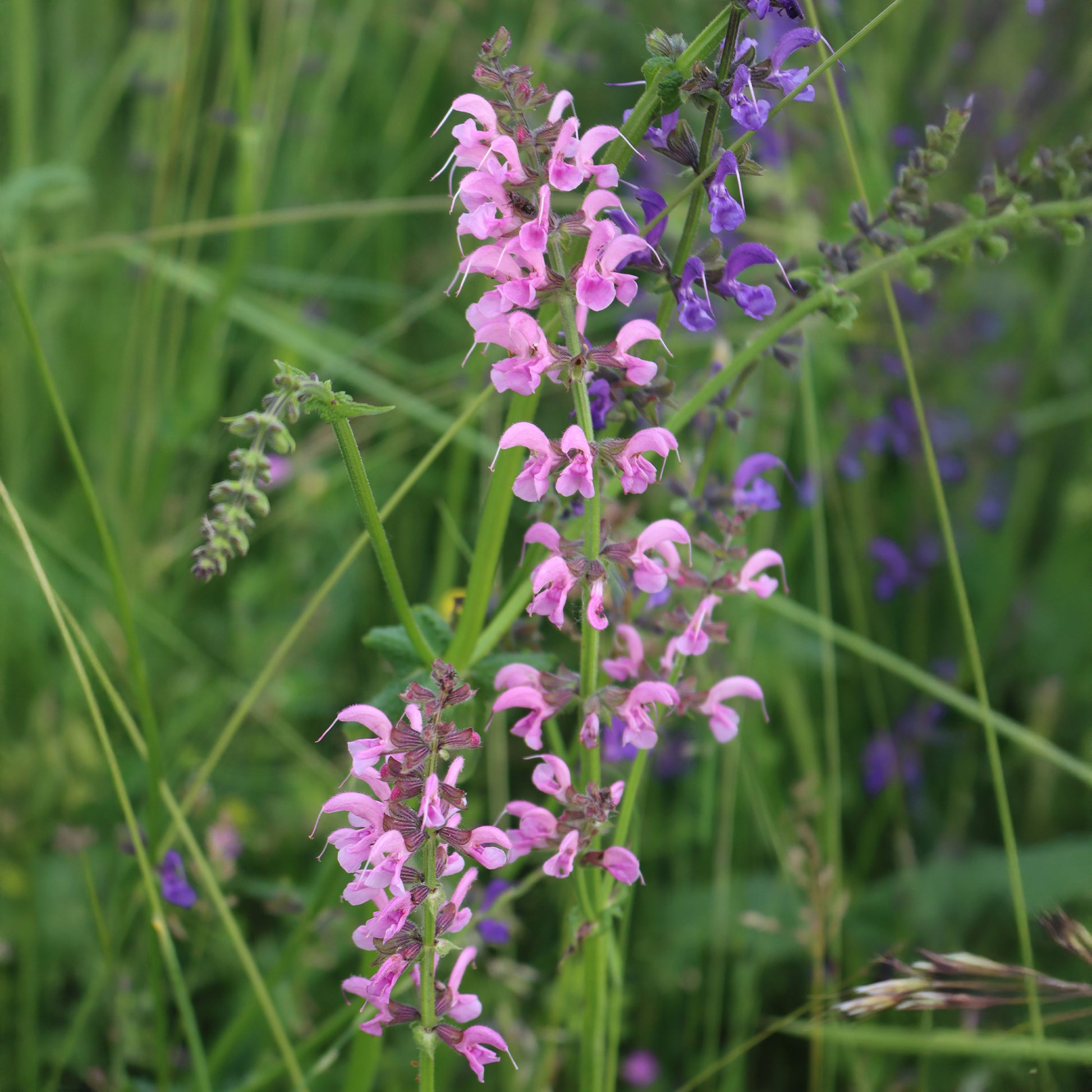Wiesensalbei Rose Rhapsody - Salvia pratensis Rose Rhapsody (ballet series) - Bakker