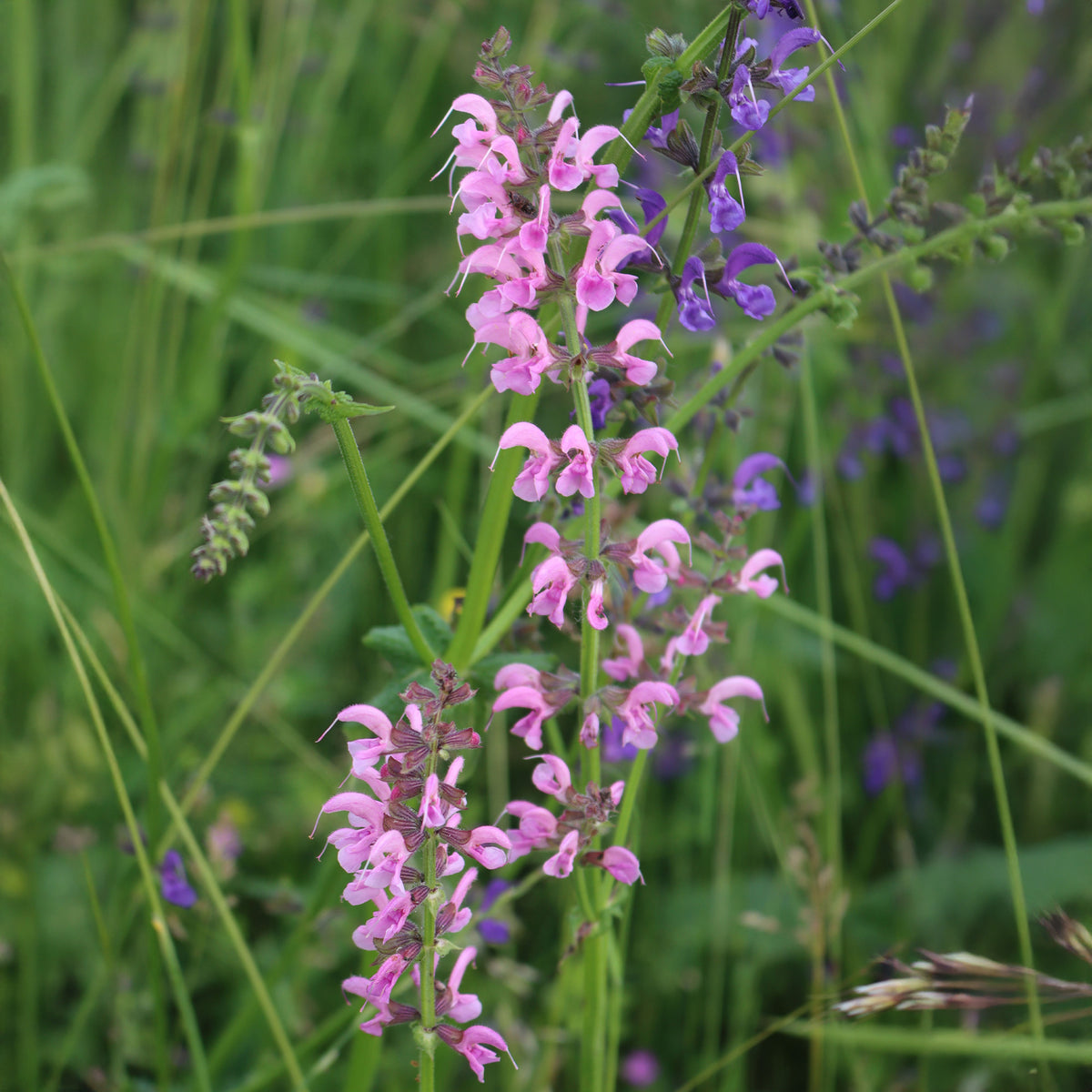 Wiesensalbei Rose Rhapsody - Salvia pratensis Rose Rhapsody (ballet series) - Bakker