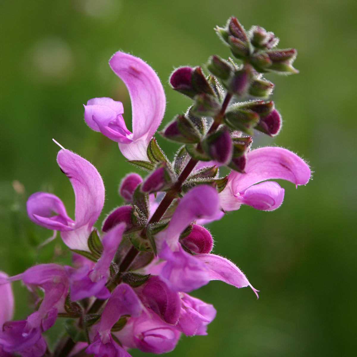 Wiesensalbei Sweet Esmeralda - Bakker