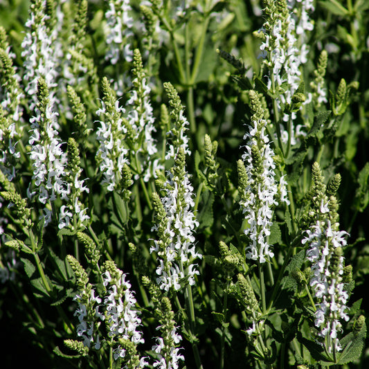 Wiesensalbei Swan Lake - Bakker