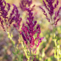 Steppensalbei Schwellenburg - Salvia nemorosa Schwellenburg - Bakker