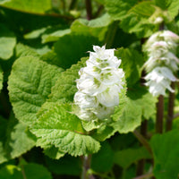 Muskatellersalbei Vatican White - Salvia sclarea vatican white - Bakker