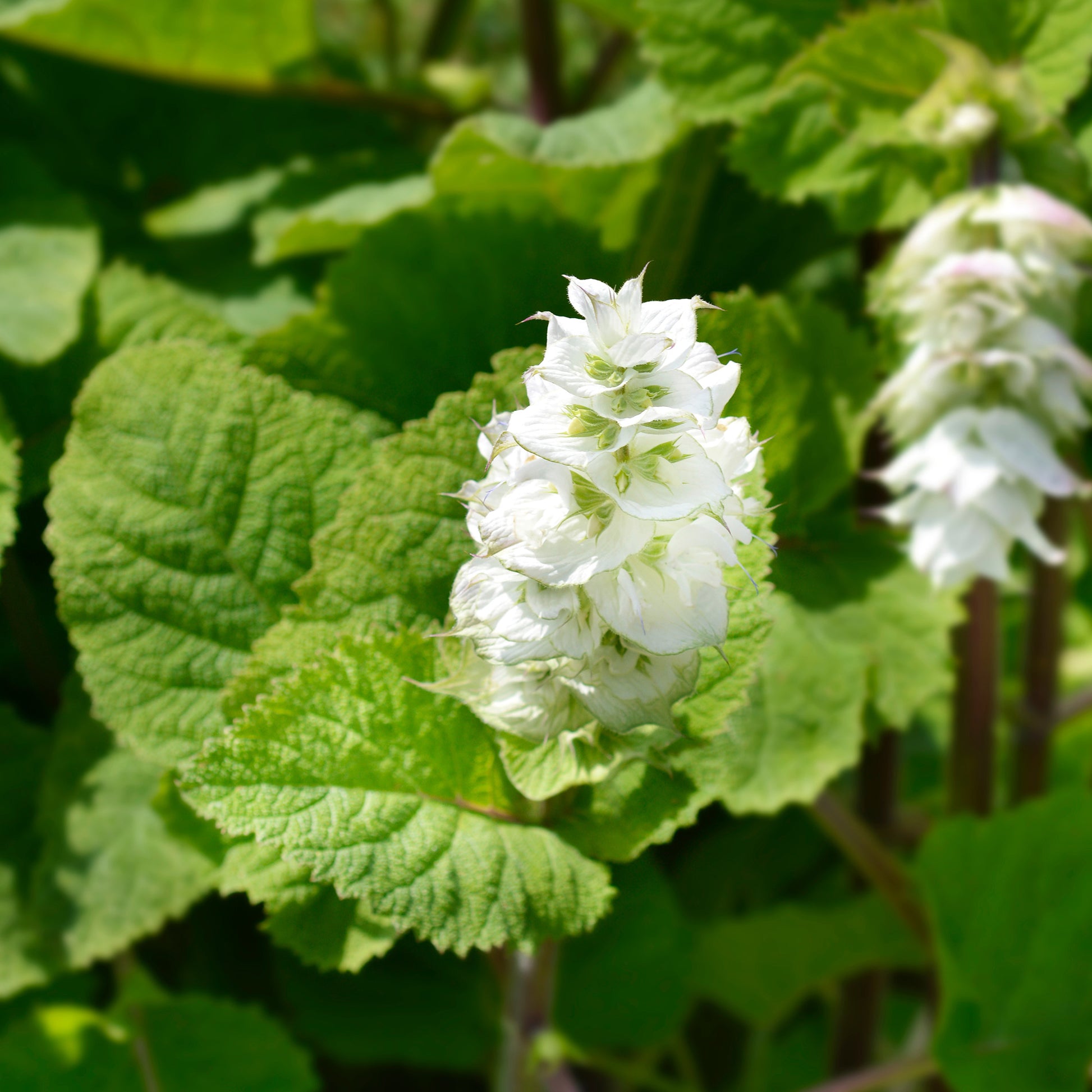 Muskatellersalbei Vatican White - Salvia sclarea vatican white - Bakker