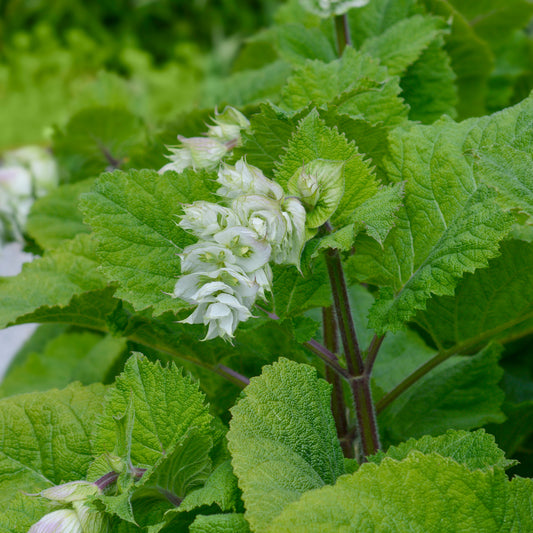 Muskatellersalbei Vatican White - Bakker