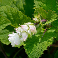 Blühende Stauden - Muskatellersalbei Vatican White - Salvia sclarea vatican white