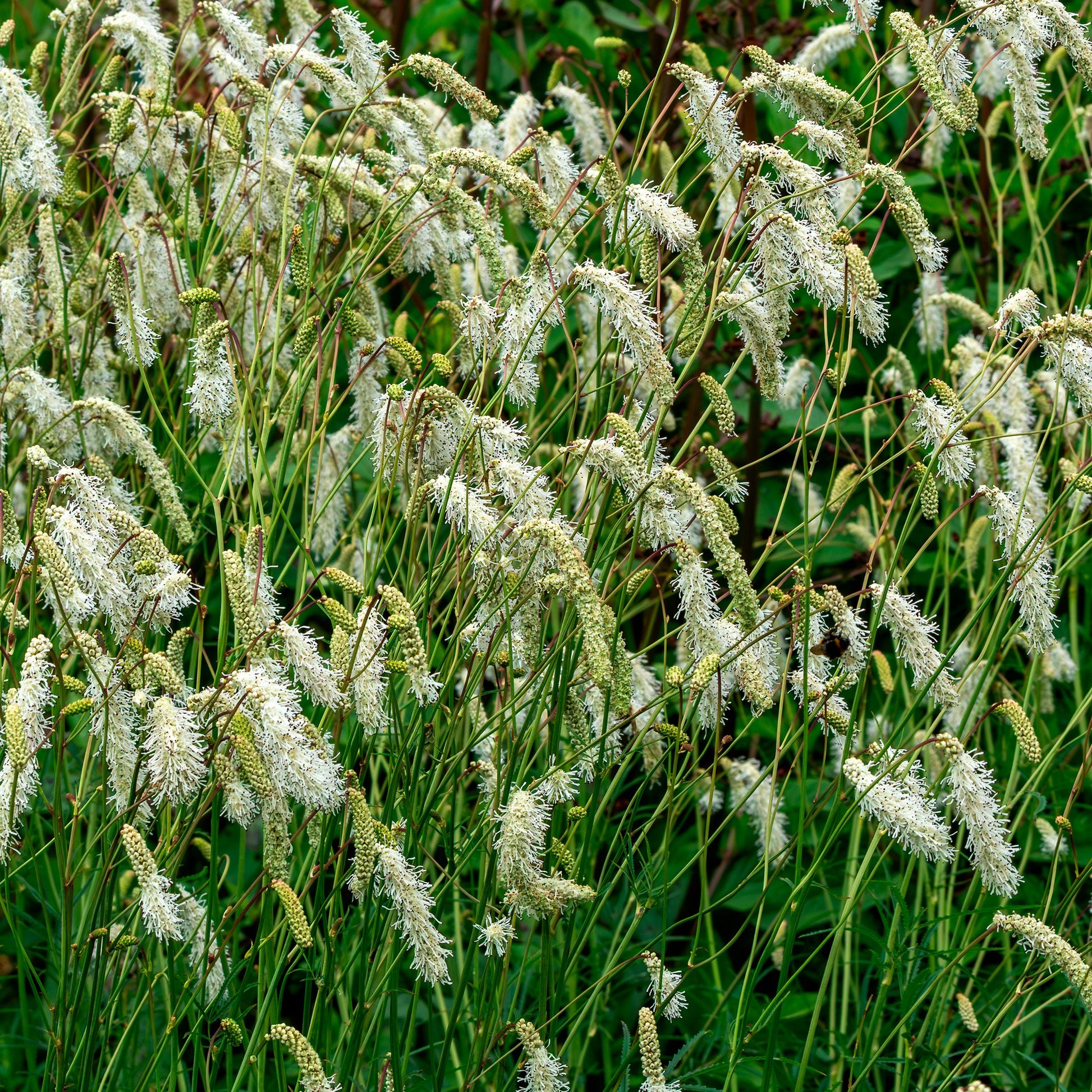 Wiesenknopf - Wiesenknopf Alba - Sanguisorba tenuifolia