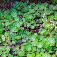 Saxifraga stolonifera cuscutiformis - Ausläuferbildender Steinbrech Cuscutiformis - Saxifraga