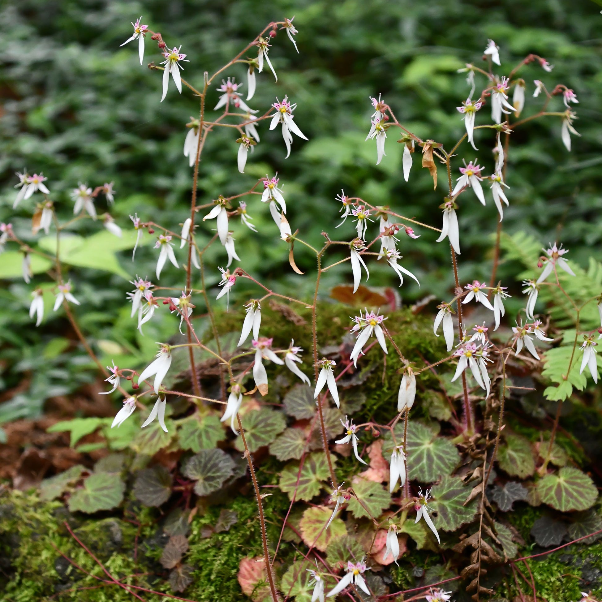 Ausläuferbildender Steinbrech Cuscutiformis - Bakker