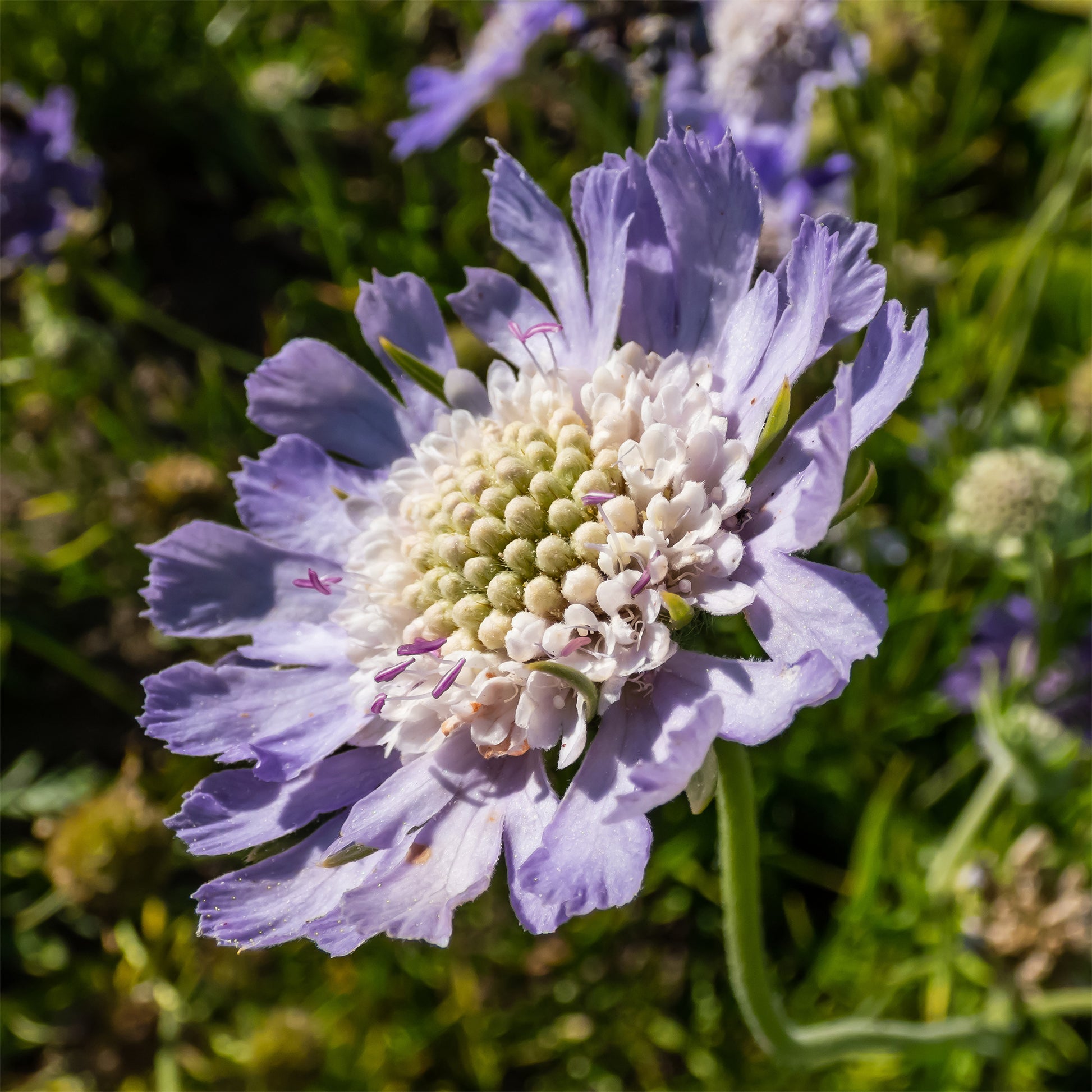 Skabiose 'Perfecta' - Scabiosa caucasica perfecta - Bakker