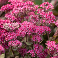 Fettblatt 'Thunderhead' - Sedum thunderhead - Bakker