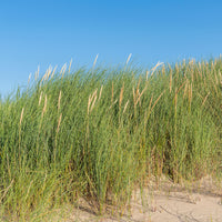 Strandhafer - Ammophila arenaria - Bakker