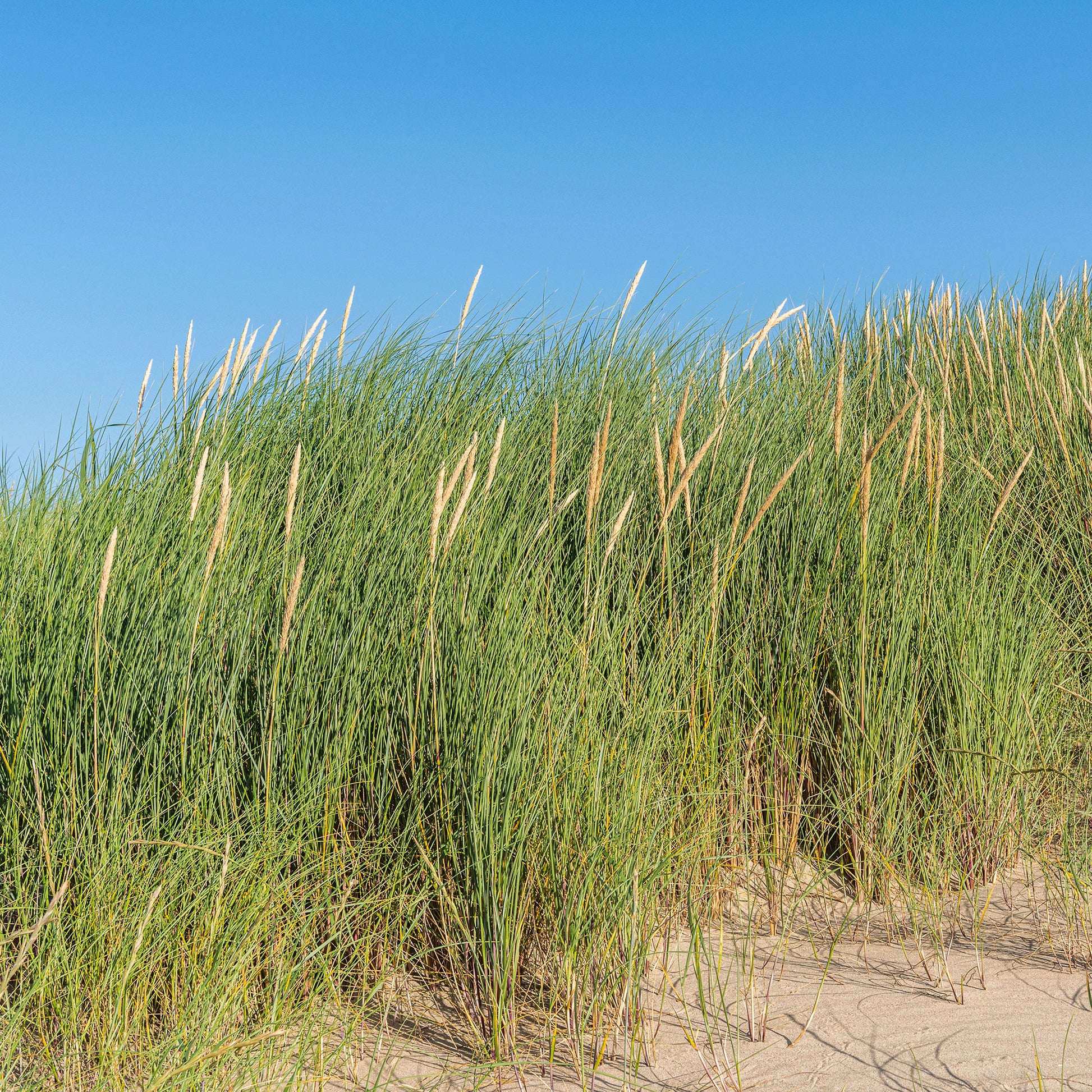 Strandhafer - Ammophila arenaria - Gartenpflanzen