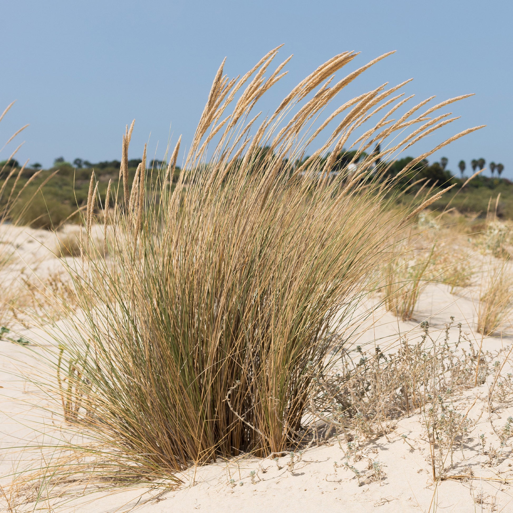 Strandhafer - Ammophila arenaria - Gartenpflanzen