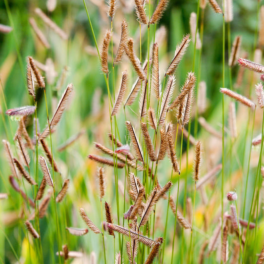 Moskitogras - Bakker