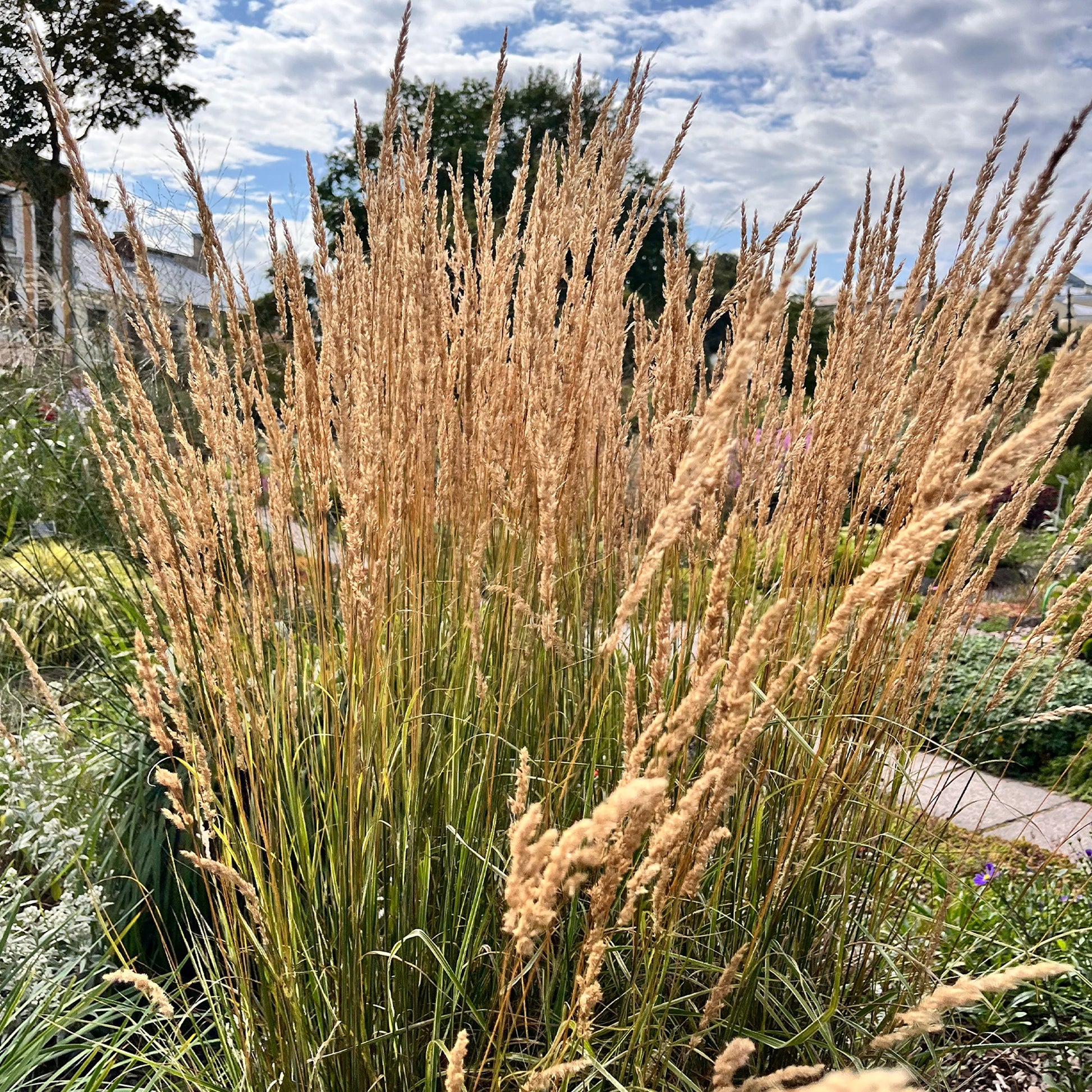 Verkauf Reitgras Karl Förster - Gräser