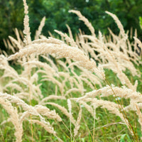 Gräser - Diamantgras - Calamagrostis arundinacea var. brachytricha