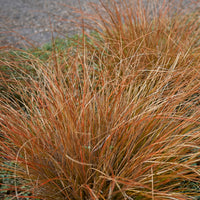 Buchanan-Segge - Carex buchananii - Bakker